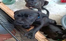 Mixed Breed dogs for sale: Cane Corso x boerboel  - Image 19
