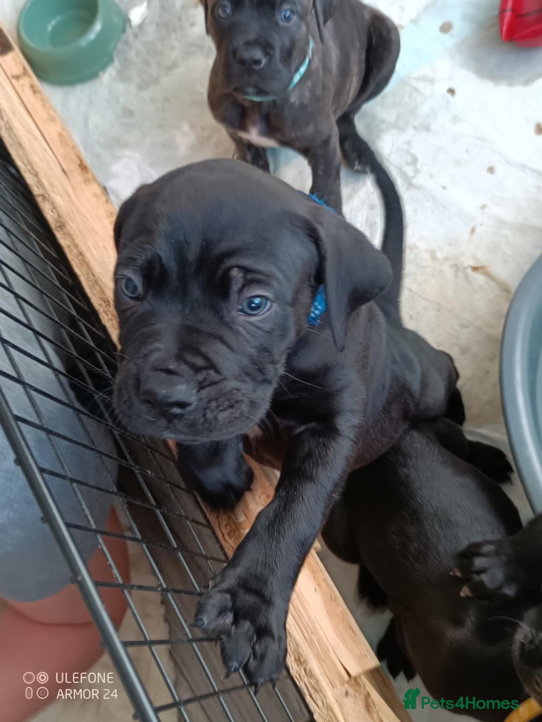 Mixed Breed dogs for sale: Cane Corso x boerboel  - Image 19