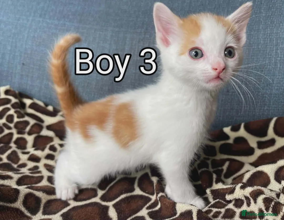 Mixed Breed cats for sale: Kittens in London- £200-£350 - Advert 2
