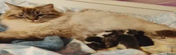 Ragdoll cats for sale: Beautiful Maine Coon X Ragdoll kittens  in Evesham - Advert 1
