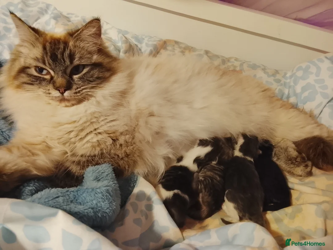 Ragdoll cats for sale: Beautiful Maine Coon X Ragdoll kittens  in Evesham - Advert 1