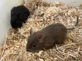 Degus rodents Baby degus - Advert 4