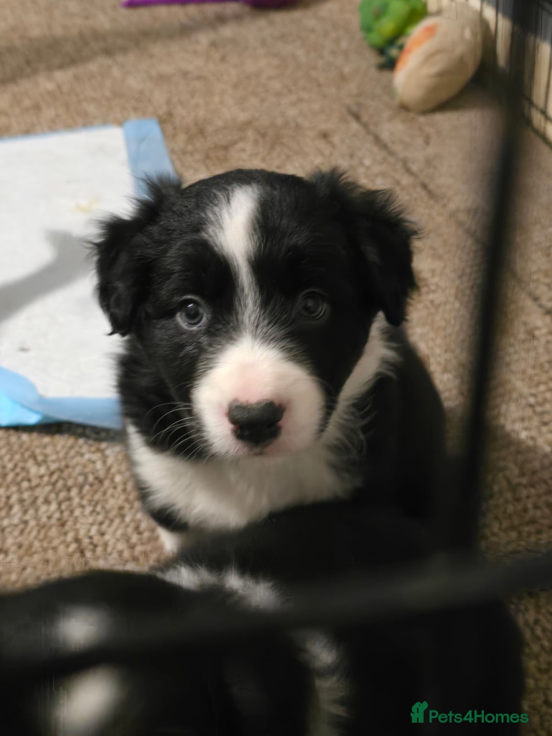 Border Collie dogs for sale: 4 female border collies - Advert 4