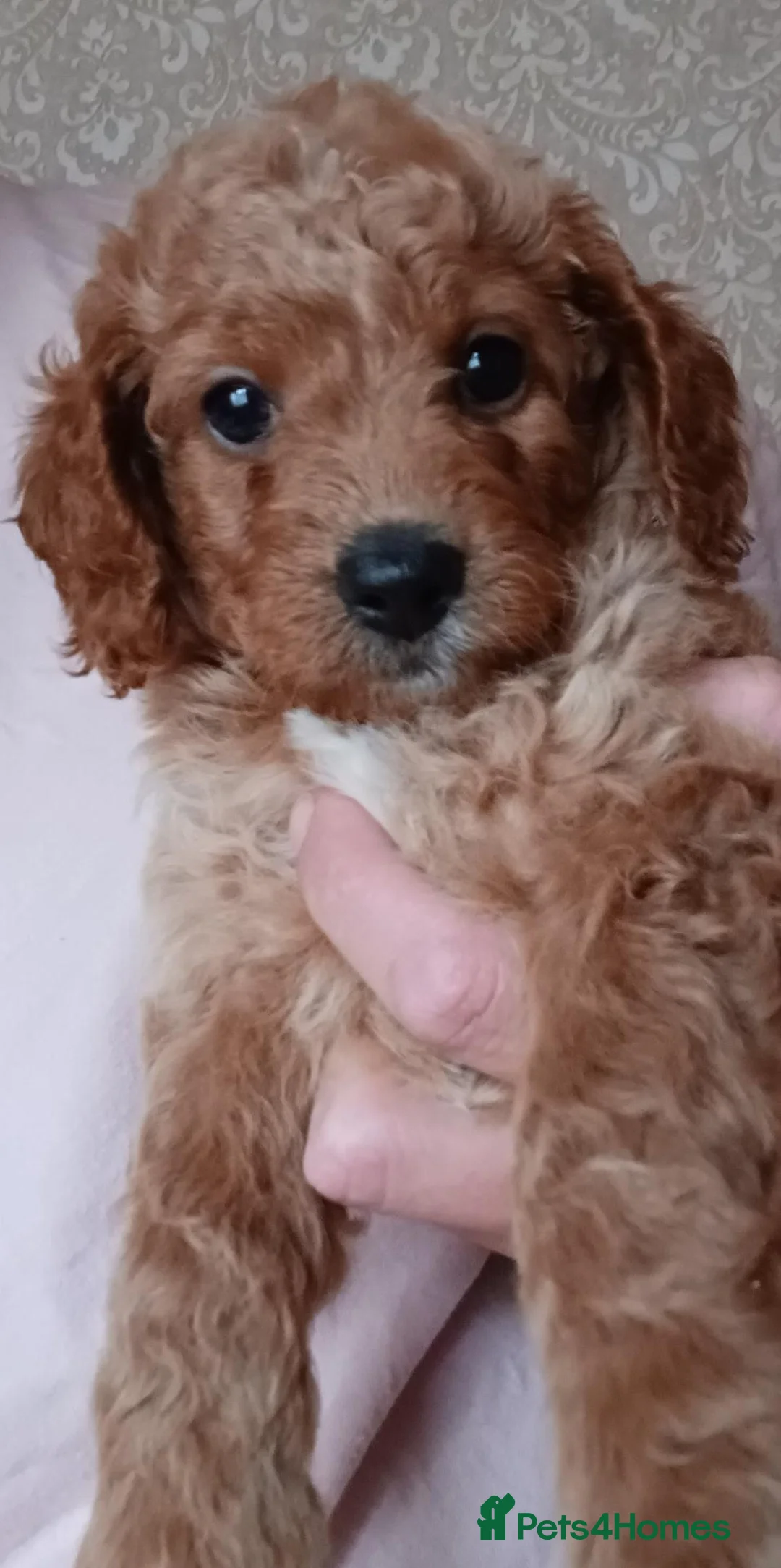 Cockapoo dogs for sale: F2 Cockerpoo  in Whitchurch - Advert 2