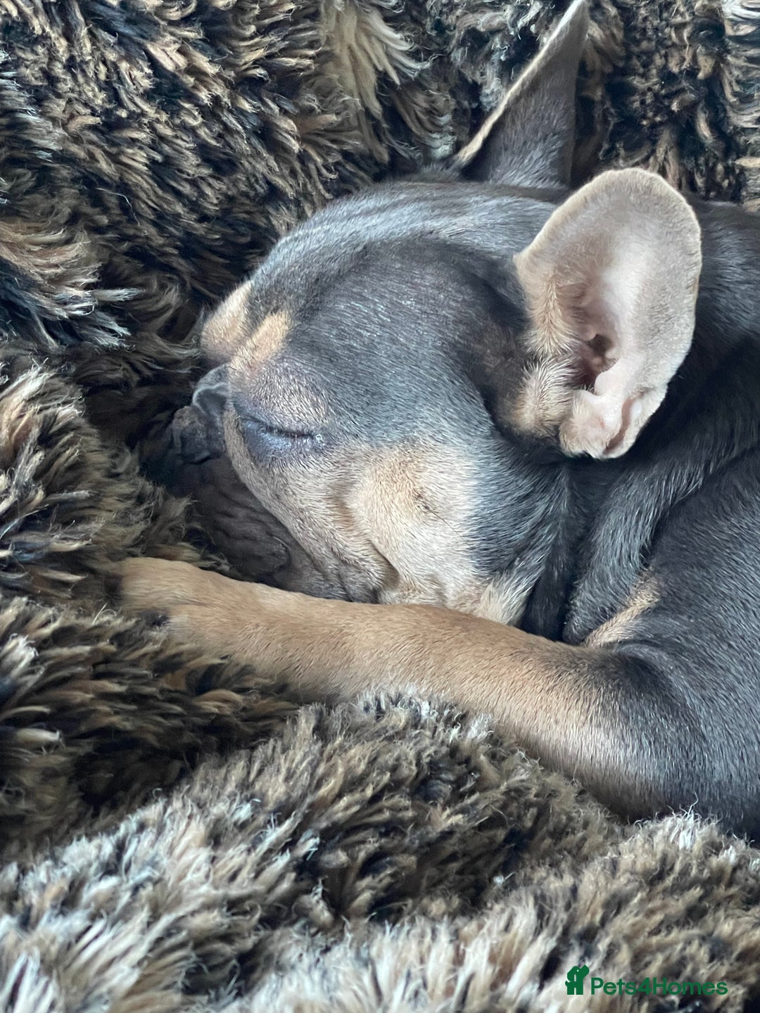 French Bulldog dogs for sale: Kallie  - Advert 3