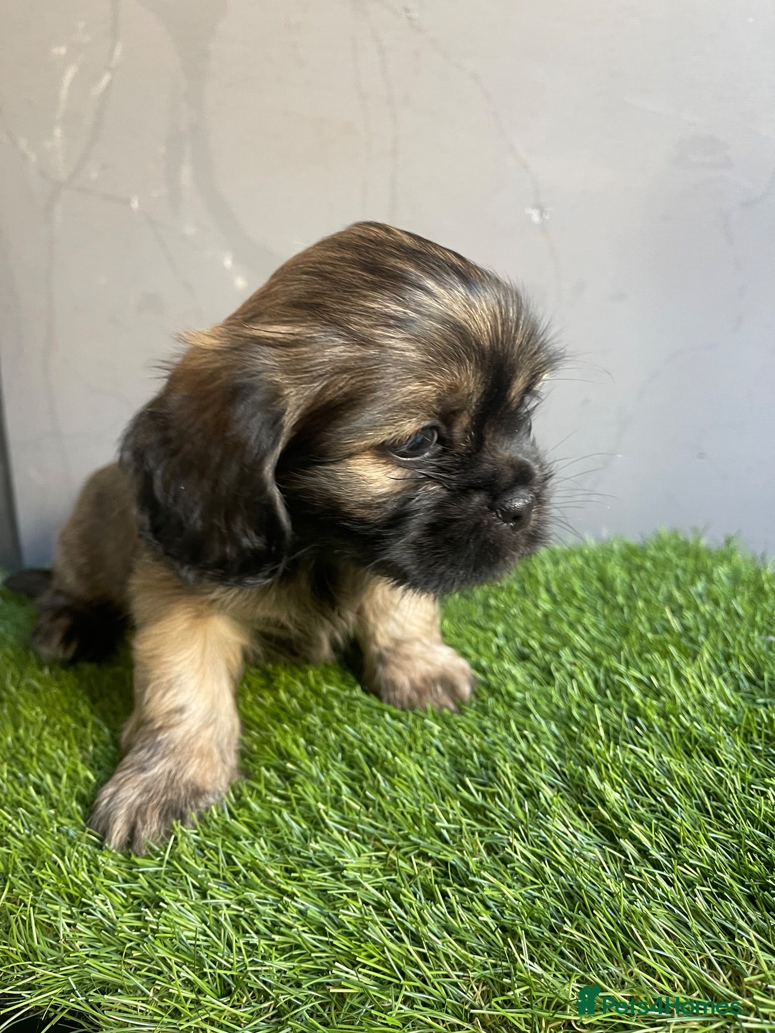 Mixed Breed dogs Shih Tzu x Maltese puppies  - Advert 18