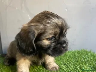 Mixed Breed dogs Shih Tzu x Maltese puppies - Advert 2