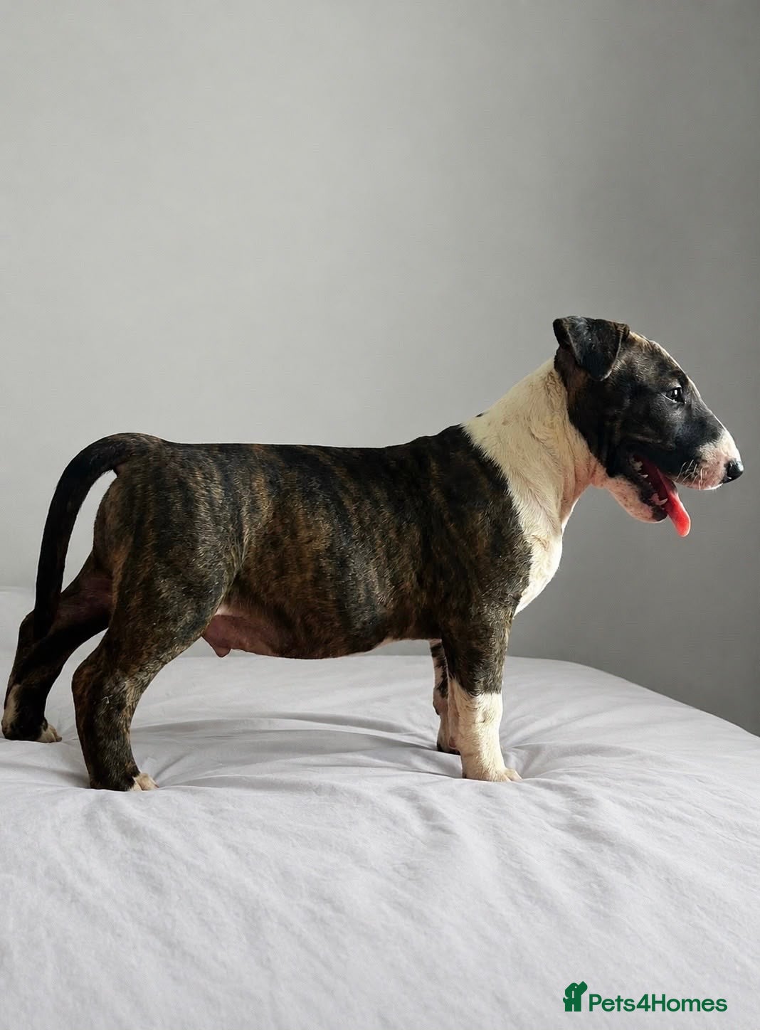 English Bull Terrier dogs English bull terrier puppies for sale - Advert 8