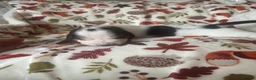 Basset Hound dogs for sale: QUALITY KC LITTER OF BASSET PUPPYS - Advert 3