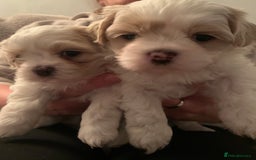 Malshi dogs for sale: Malshi puppies - Image 1