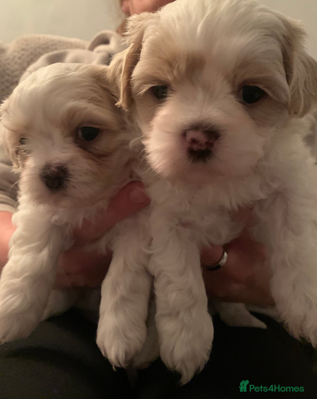 Malshi dogs for sale: Malshi puppies - Image 1