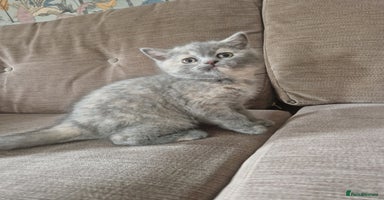 British Shorthair cats in Blackburn - Advert 5