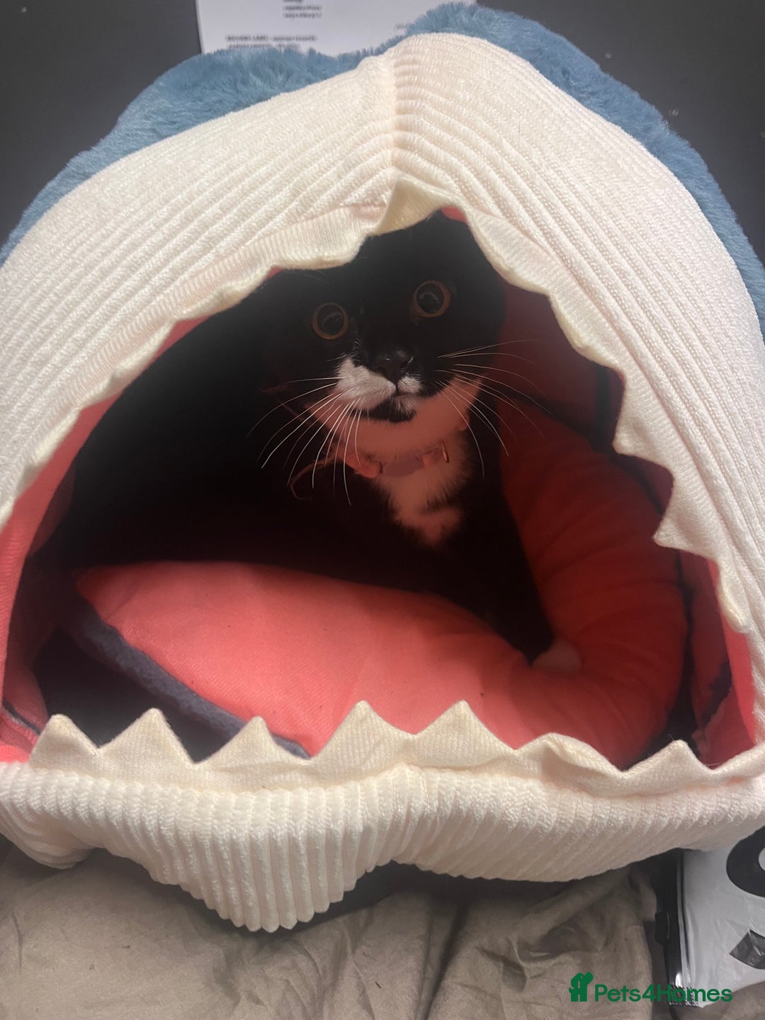 British Shorthair cats for sale: black and white young cat  - Advert 1