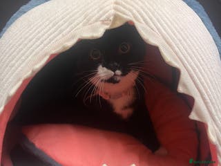 British Shorthair cats black and white young cat - Advert 18