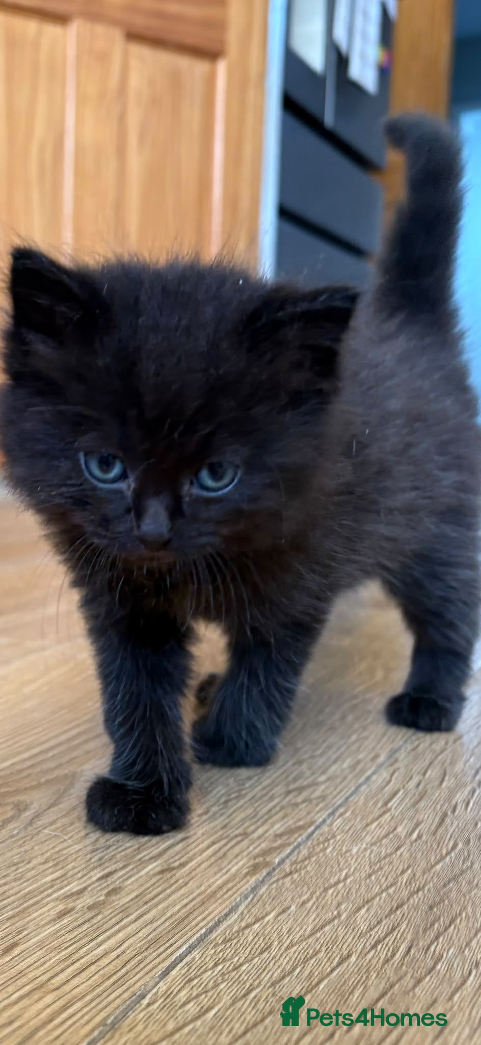 Mixed Breed cats Ragdoll Mix Kittens  - Advert 2