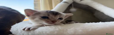 Abyssinian Kitten 2