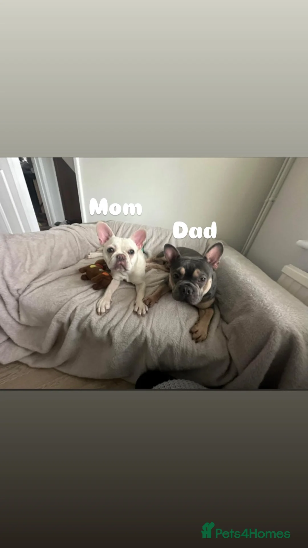 French Bulldog dogs for sale: 24 weeks old Frenchbulldog (Male) - Advert 6