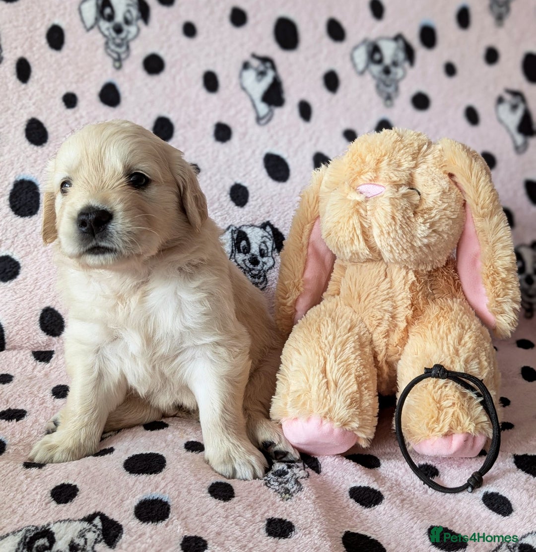 Golden Retriever dogs for sale: 7 Gorgeous Golden Retriever Puppies 🥰 - Image 3