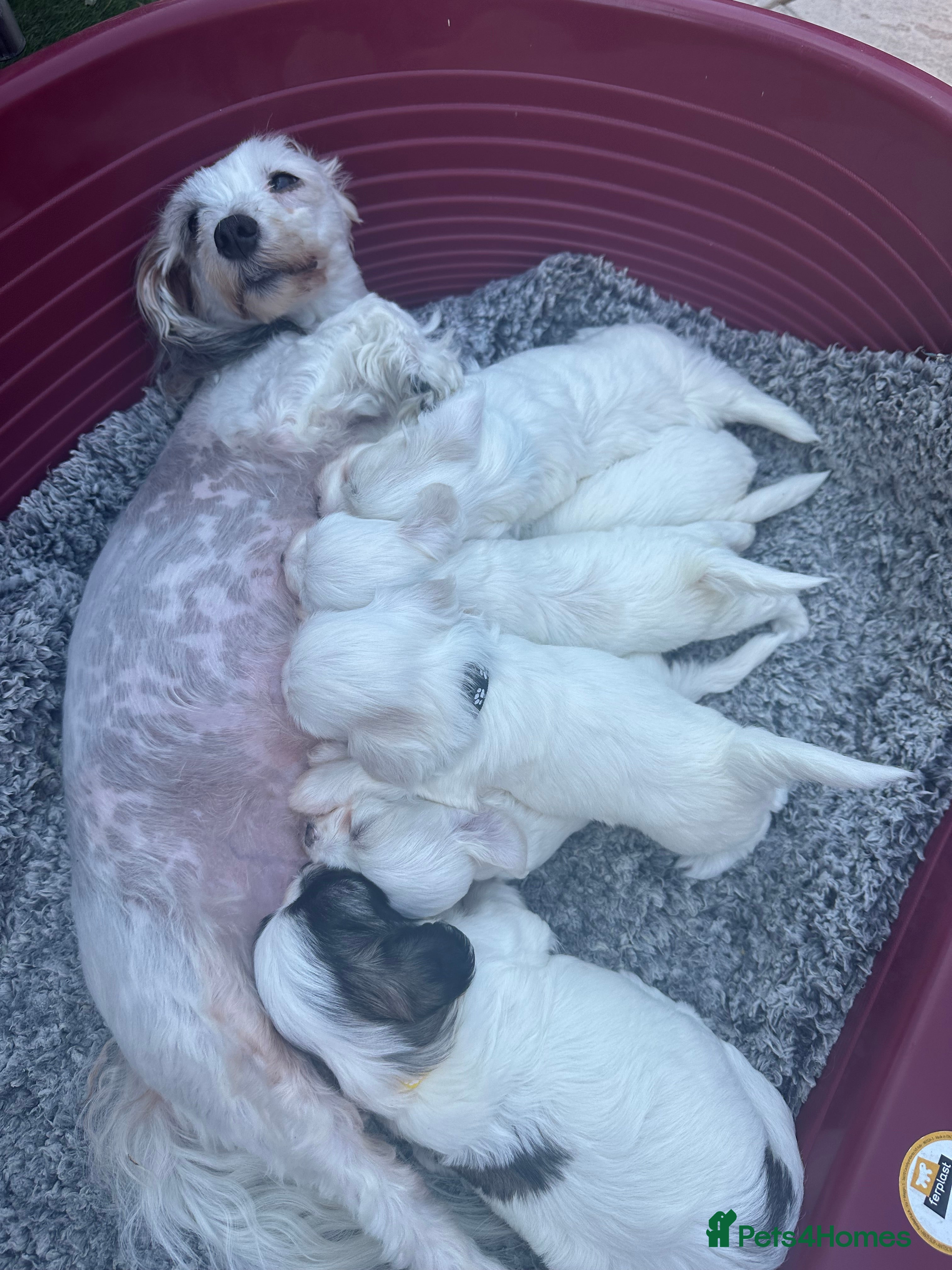 Bichon Frise dogs 3 Little puppies Bichon frise - Advert 3