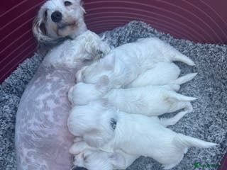 Bichon Frise dogs 2 Little puppies Bichon frise - Advert 5