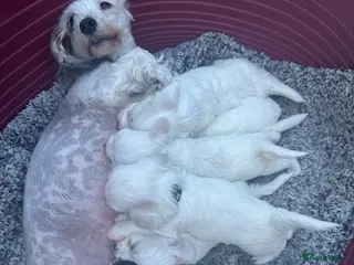 Bichon Frise dogs 2 Little puppies Bichon frise - Advert 10