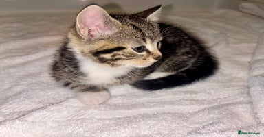 British Shorthair cats - Advert 3