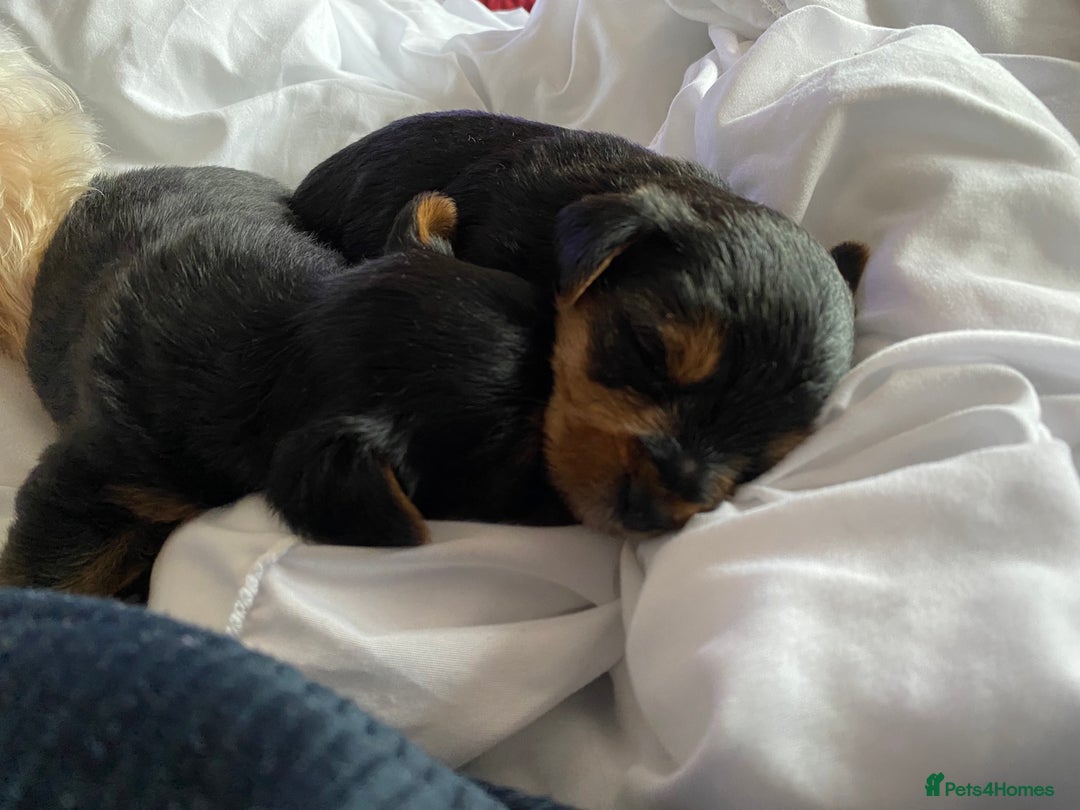 Yorkshire Terrier dogs for sale: 2 Boys 2 Girls Yorkshire Terriers for sale - Advert 13