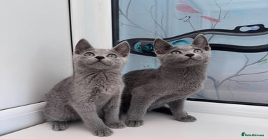 Russian Blue cats - Advert 4