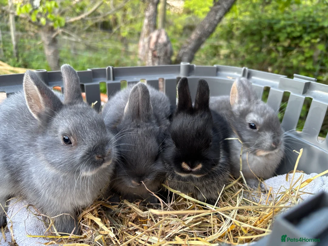 Netherland Dwarf rabbits for sale: Litter of netherland dwarf rabbits  - Advert 6