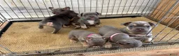 French Bulldog dogs for sale: French bulldog ( fluffy bloodline) - Advert 4