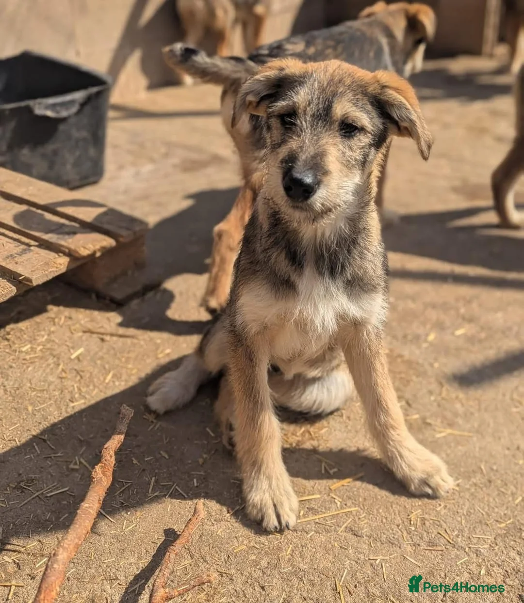 Mixed Breed dogs for adoption: Lucia  in March - Advert 2