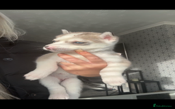 Siberian Husky dogs for sale: Husky puppies - Image 3