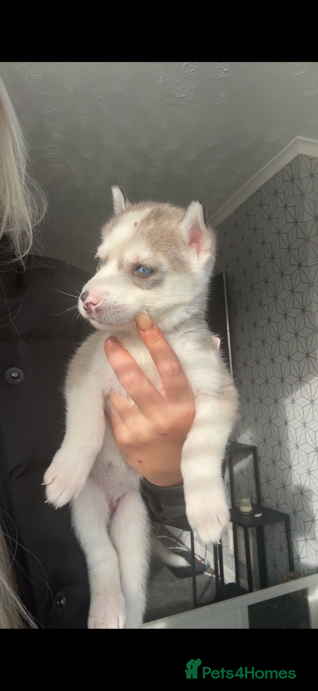 Siberian Husky dogs for sale: Husky puppies - Image 3