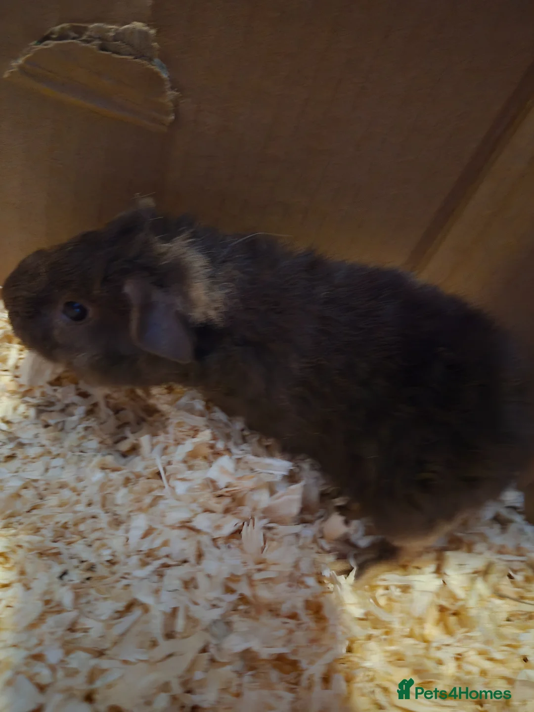 Guinea Pig rodents for sale: I have selection baby piggies from pure to x bred - Advert 6