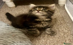 Maine Coon cats for sale: GCCF reg Maine Coon Kittens Stunning Tabby litter - Image 27