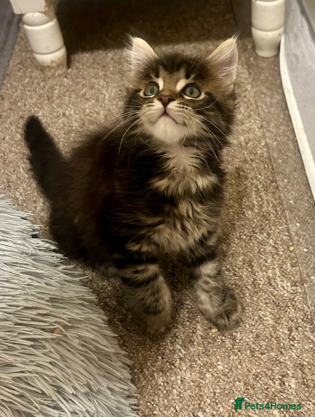 Maine Coon cats for sale: GCCF reg Maine Coon Kittens Stunning Tabby litter - Image 27