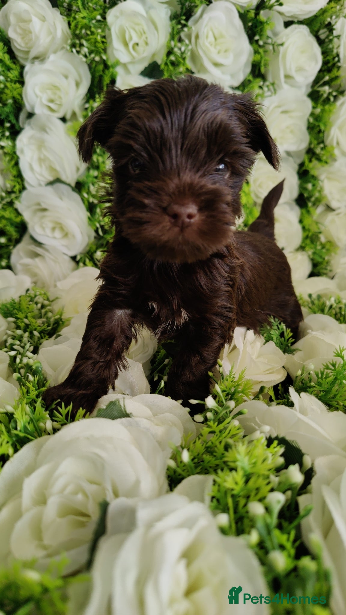 Yorkshire Terrier dogs Outstanding pure rare colour Yorkshire terrier - Advert 2