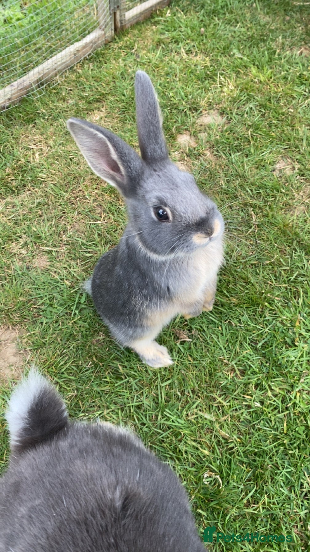 Mixed Breed rabbits 2 month old female rabbit  - Advert 17
