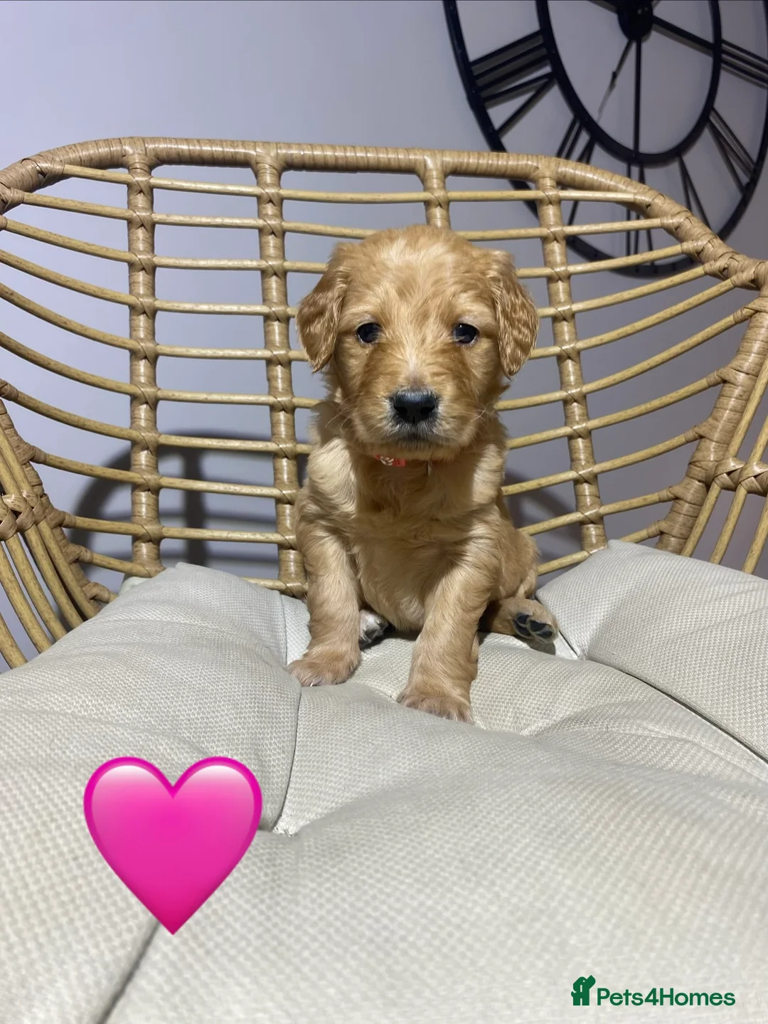 Goldendoodle dogs for sale: F1 Goldendoodles 🖤💛 - Advert 7