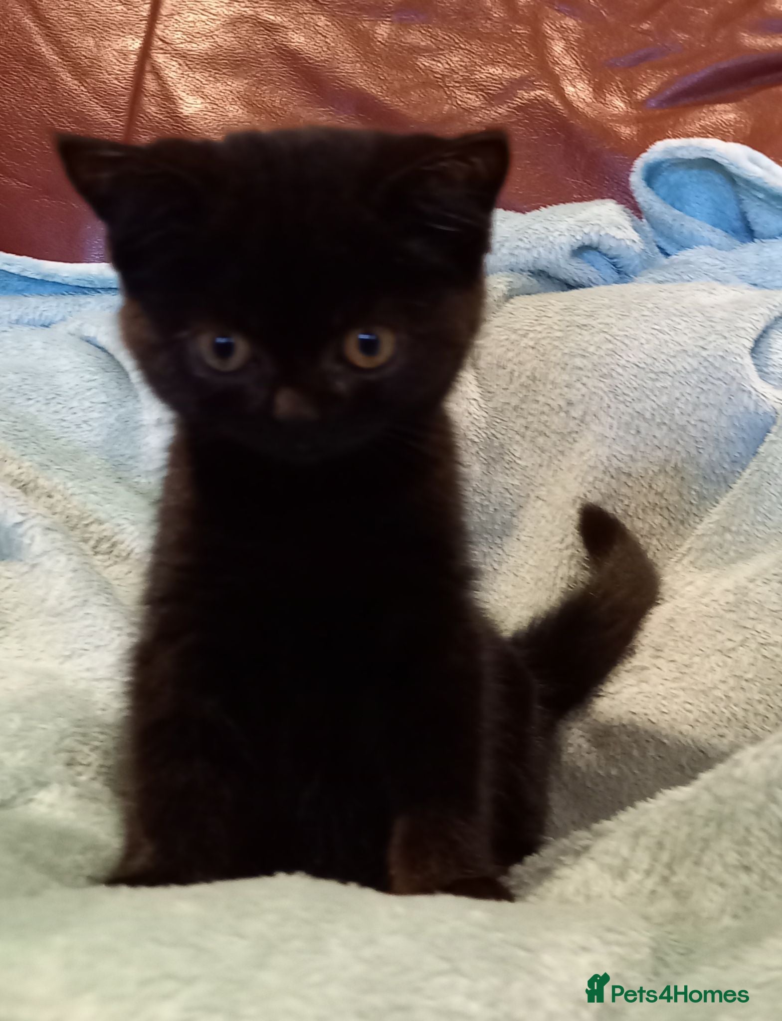 British Shorthair cats Super GCCF registered kittens  - Advert 2