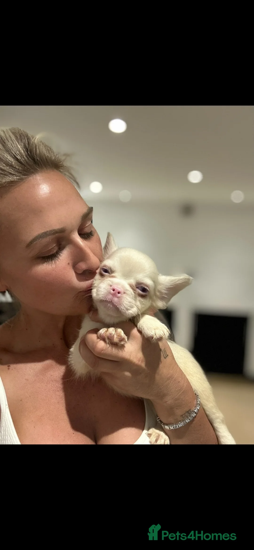 French Bulldog dogs for sale: Visual fluffy French bulldogs  - Advert 2