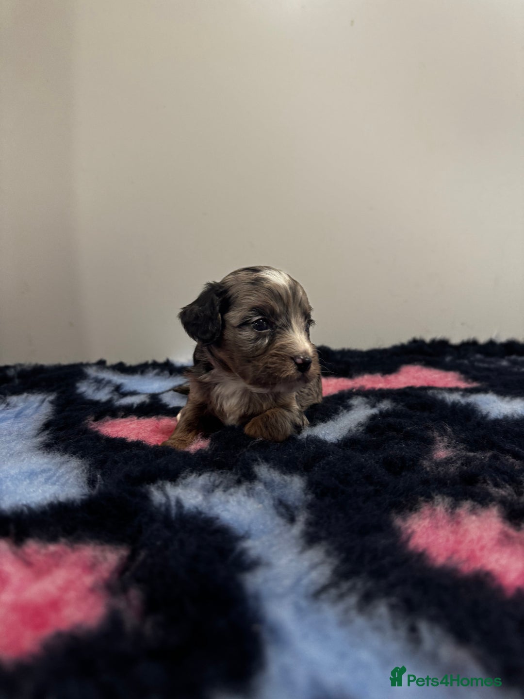 Cavapoo dogs for sale: 7 beautiful cavapoos  - Image 12