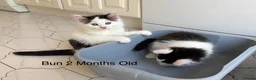 Mixed Breed cats for sale: Bobtail and Ragdoll mixed - Advert 9