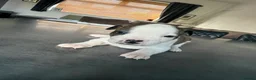 Staffordshire Bull Terrier dogs for sale: 8 beautiful, Staffordshire bull terrier puppies - Advert 14