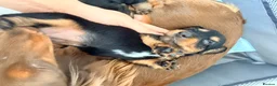 Miniature Dachshund dogs for sale: 🏆KC champion line Miniature Long Hair Dachshund - Advert 5