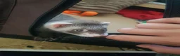 Ferret rodents for sale: Male ferret looking new family  - Advert 5