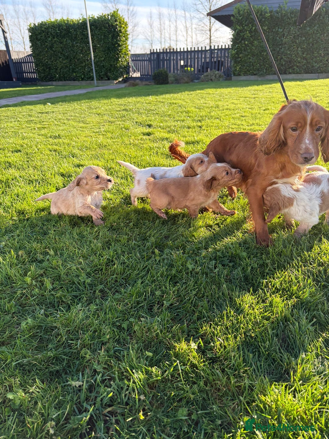 Cocker Spaniel dogs for sale: Cocker spaniels - Advert 10