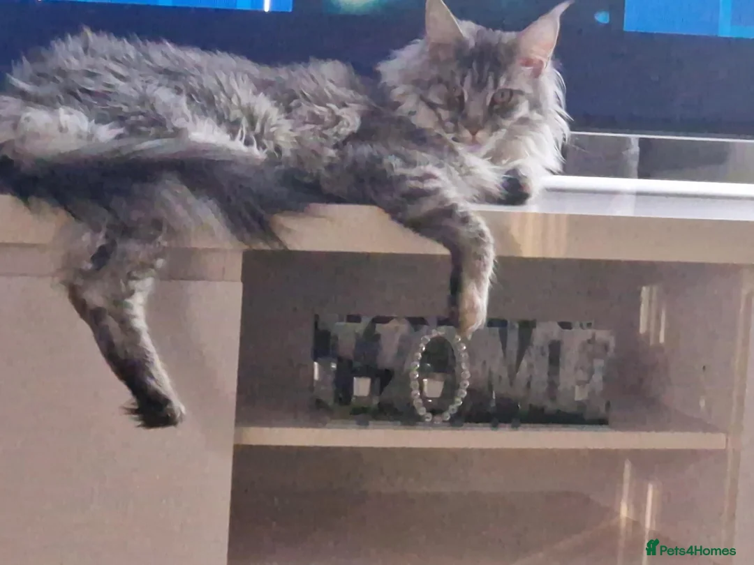 Maine Coon cats for sale: Active maincoon  - Advert 1