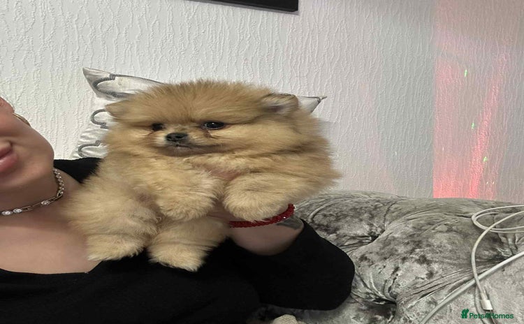 Pomeranian dogs in Newcastle upon Tyne - Advert 1