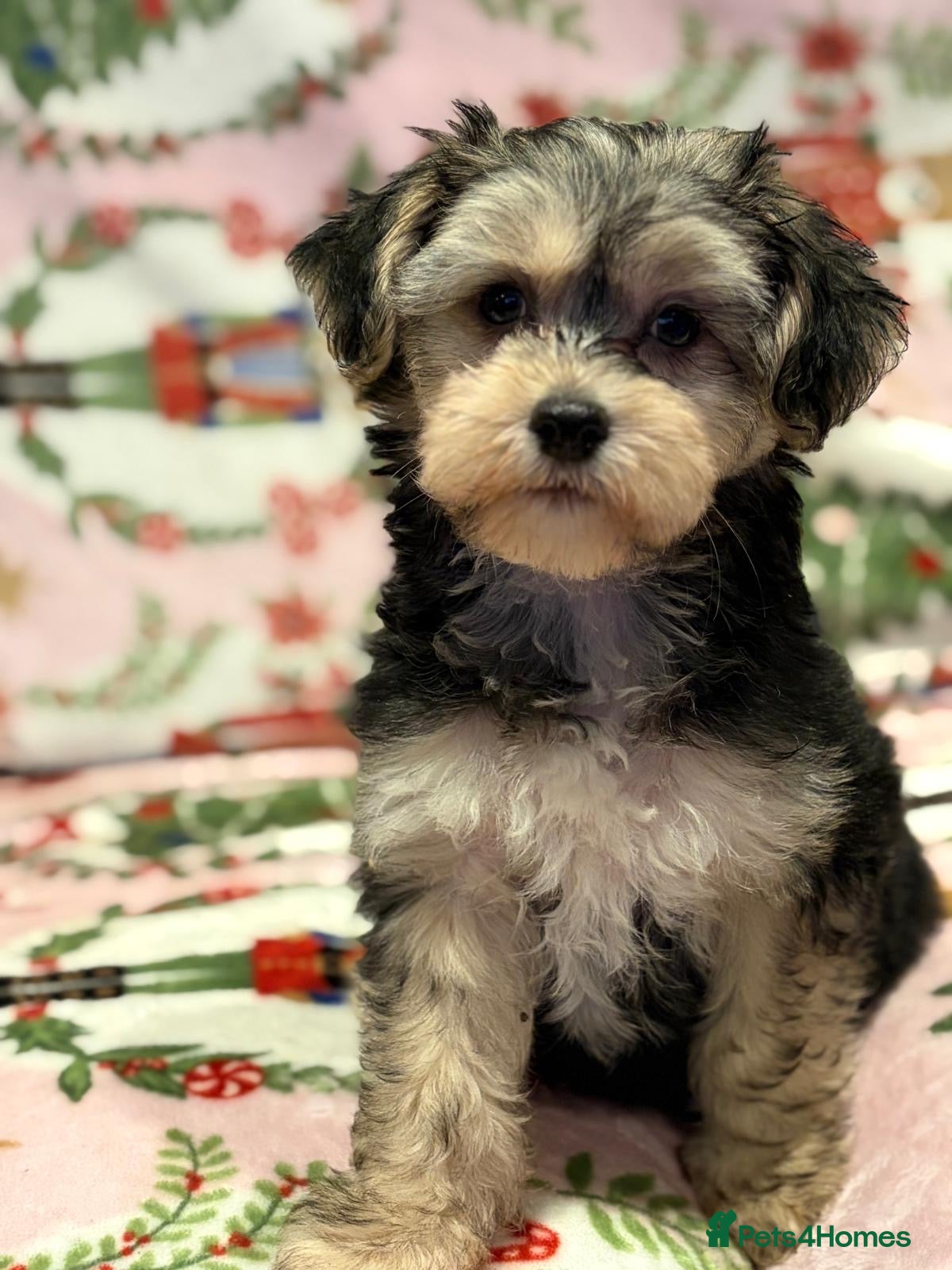 Chinese Crested dogs KC Reg Chinese crested puppies - Advert 5